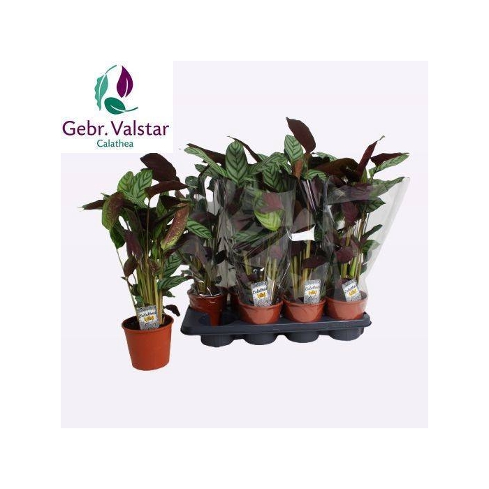 <h4>Ctenathe setosa Compactstar 14Ø 40cm</h4>