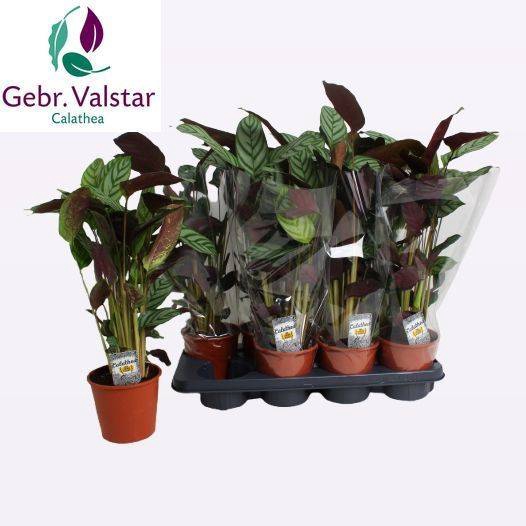 Ctenathe setosa Compactstar 14Ø 40cm