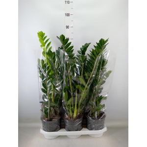 Zamioculcas zamiifolia