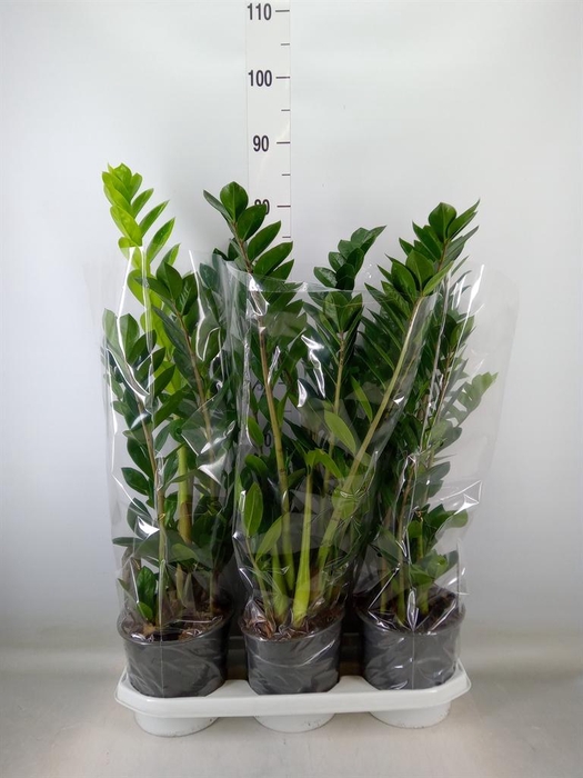 <h4>Zamioculcas zamiifolia</h4>