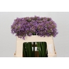 Allium senescens