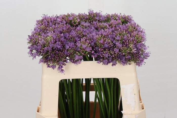 <h4>Allium senescens</h4>
