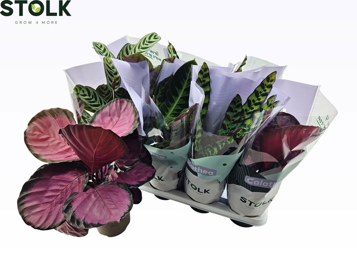 <h4>CALAT GEM 4 SRT</h4>