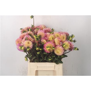 Dahl Dec Yellow Jil