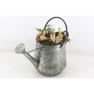 arr4 Narcis MB - Zink gieter green L x2