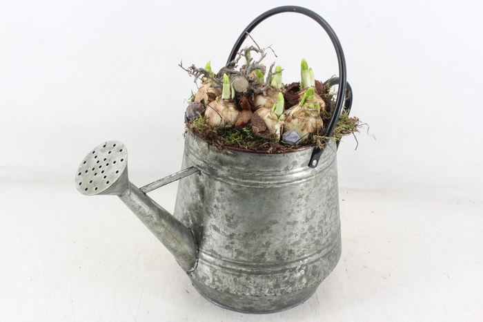 <h4>arr4 Narcis MB - Zink gieter green L x2</h4>