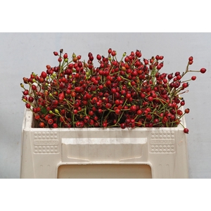 ROSA F AUTUMN FLUSH