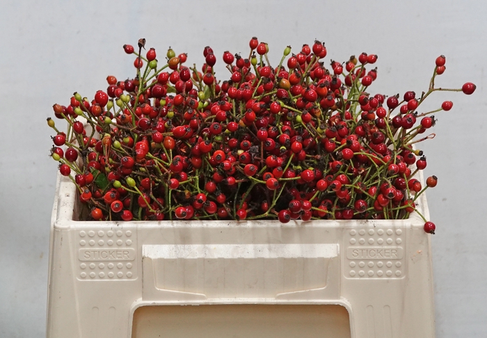 <h4>ROSA F AUTUMN FLUSH</h4>