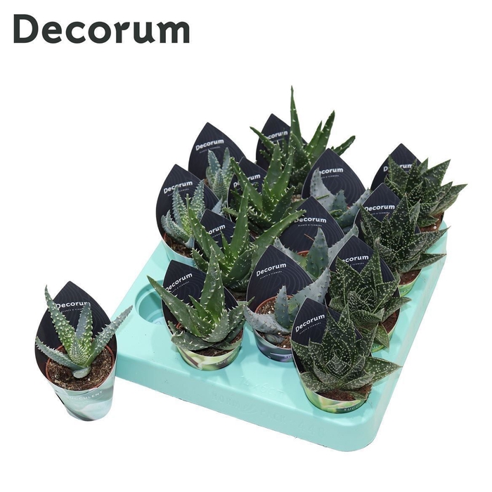 <h4>Aloe Gem</h4>