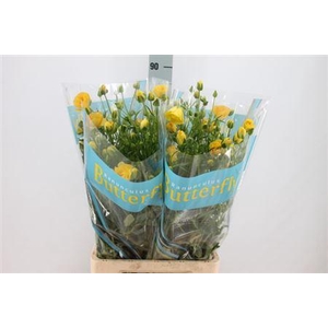 Ranunculus Butterfly Dione 70cm
