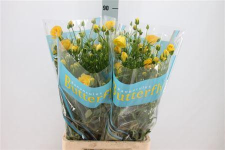 <h4>Ranunculus Butterfly Dione 70cm</h4>