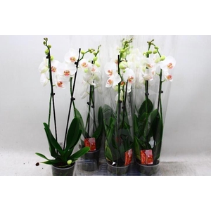 PHAL RED LIPS