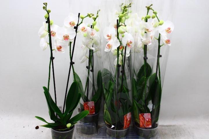 <h4>PHAL RED LIPS</h4>