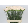 Dianthus St Lady Cappucino