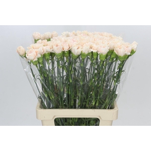 Dianthus St Lady Cappucino