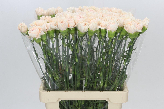<h4>Dianthus St Lady Cappucino</h4>