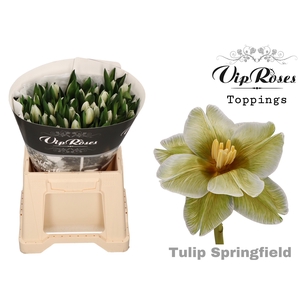 TU EN A SPRINGFIELD XXL