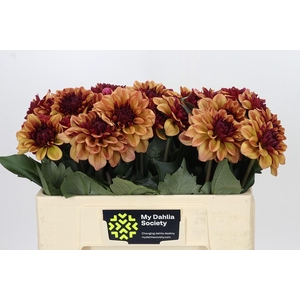 Dahlia Creme de Cognac