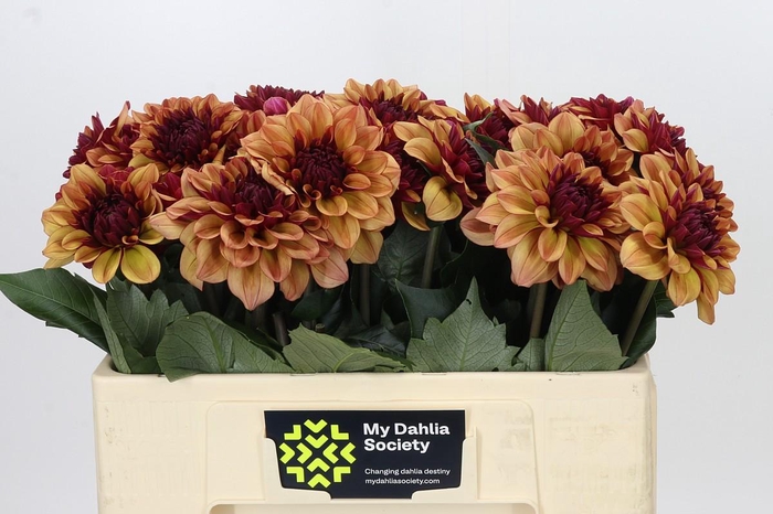 <h4>Dahlia Creme de Cognac</h4>
