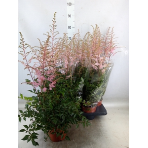 Astilbe   ...