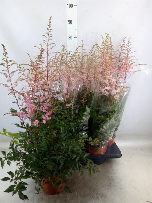 <h4>Astilbe   ...</h4>