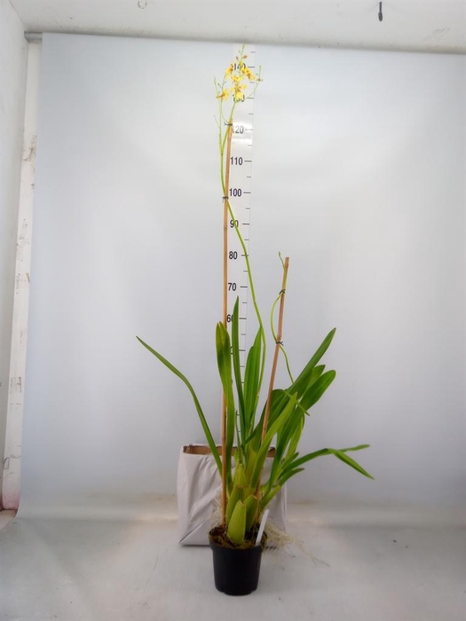<h4>Oncidium   ...</h4>