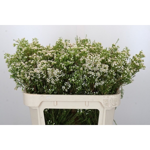 Chamelaucium Pearl Button