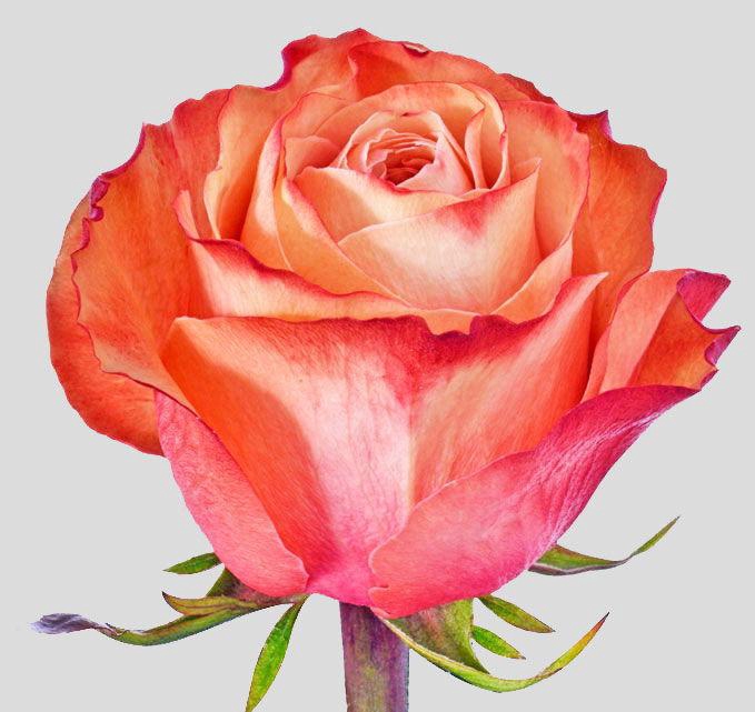 <h4>R GR KAHALA-BB</h4>