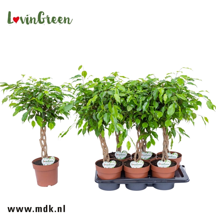 <h4>Ficus Exotica</h4>