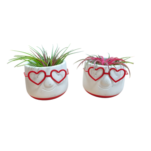 Tillandsia Love Dude