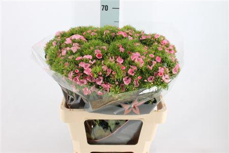 <h4>Di Barb Earl Roze 60 Cm</h4>