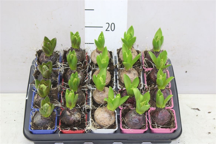 <h4>Hyacinthus Gemengd 1pp</h4>