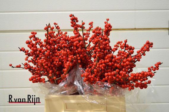 <h4>ILEX VE RODE BES</h4>