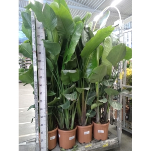 Strelitzia nicolai