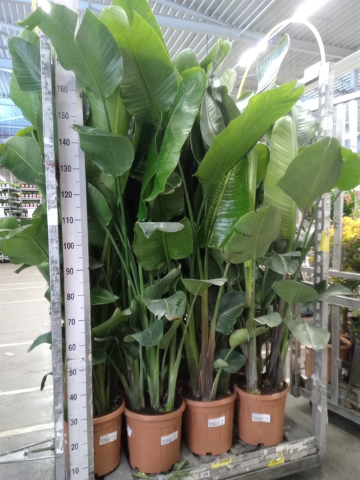 <h4>Strelitzia nicolai</h4>