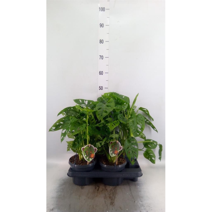 <h4>Monstera obliqua 'Leichtlinii'</h4>