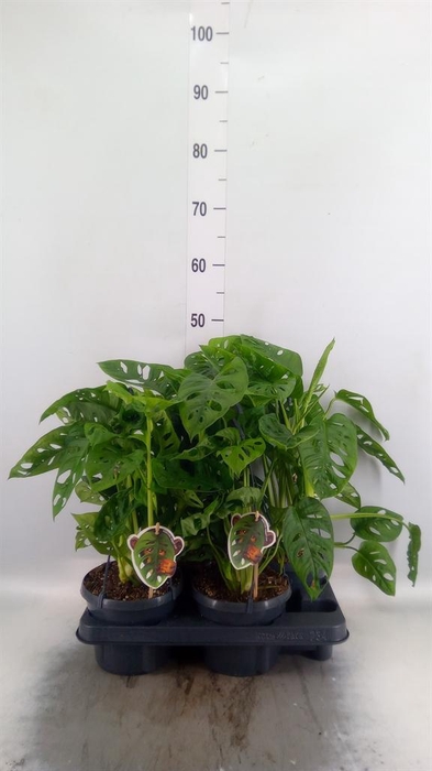 Monstera obliqua 'Leichtlinii'