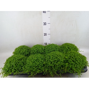 Soleirolia soleirolii   ...green