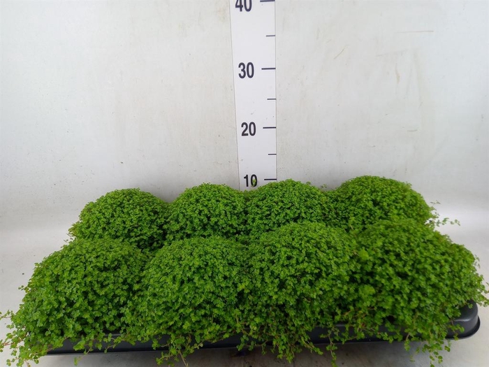 <h4>Soleirolia soleirolii   ...green</h4>