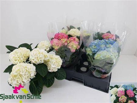 <h4>Hydr M Gem 5+</h4>