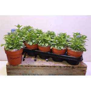 Myos Sy Laura D Blue