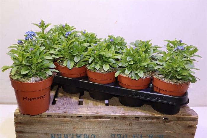 <h4>Myos Sy Laura D Blue</h4>