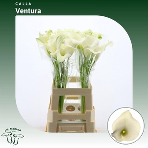 Calla Ventura