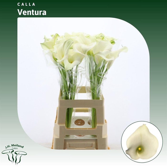 <h4>Calla Ventura</h4>