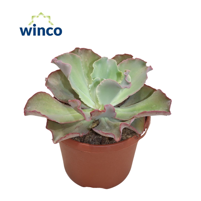 <h4>Echeveria Dick's Pink</h4>