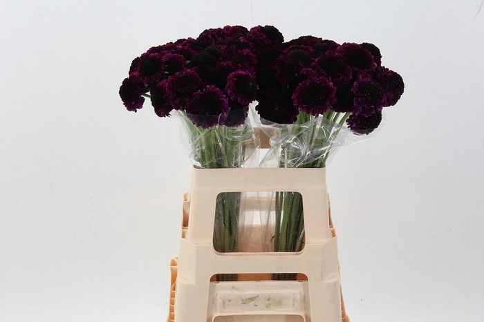 <h4>SCAB AT RE VEL SCOOP</h4>