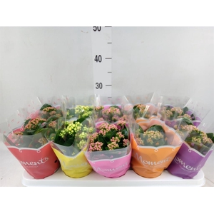 Kalanchoe blos.   ..rosebud mix  5