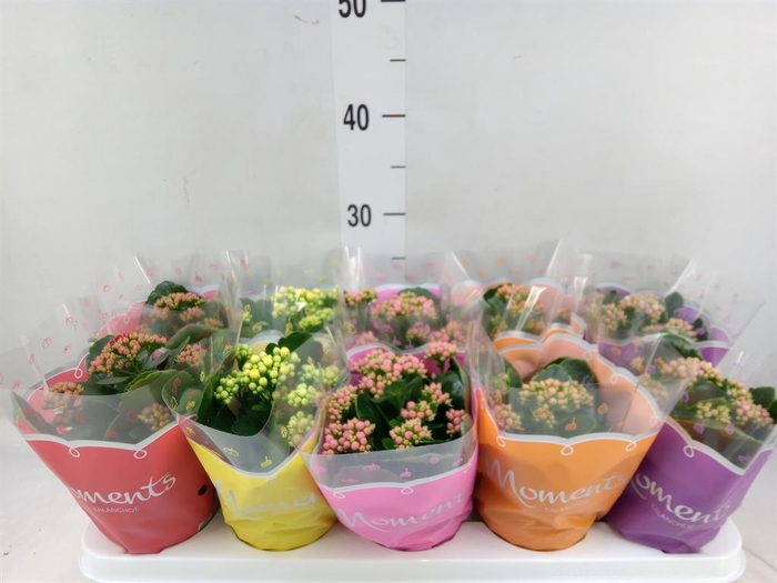 <h4>Kalanchoe blos. ..rosebud mix 5</h4>