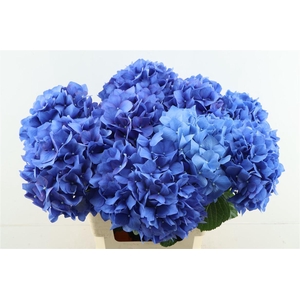 Hydr M Pimpernel 60-20