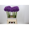Allium Giganteum